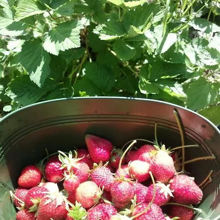 Fienile Nel Vigneto Bio Alpesi faház